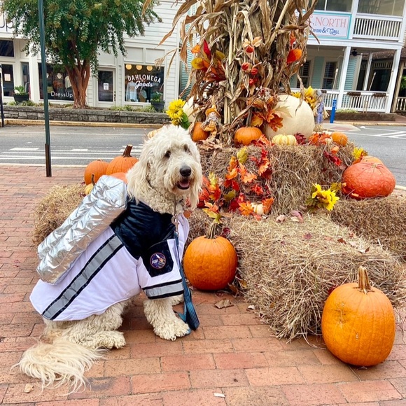 2XL Dog-Space Pup Costume-Big on my 100 Lb Double Doodle - Picture 3 of 6